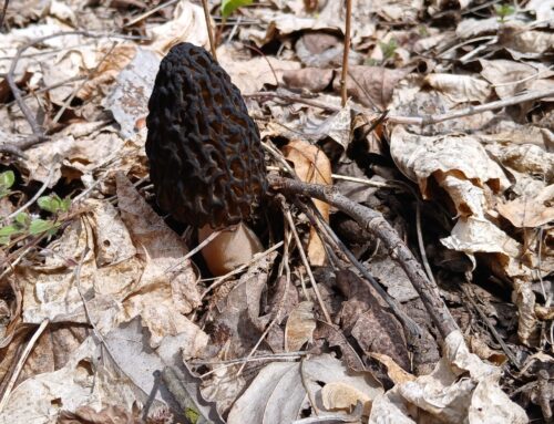 Fakty z Natury – Kwiecień 2026