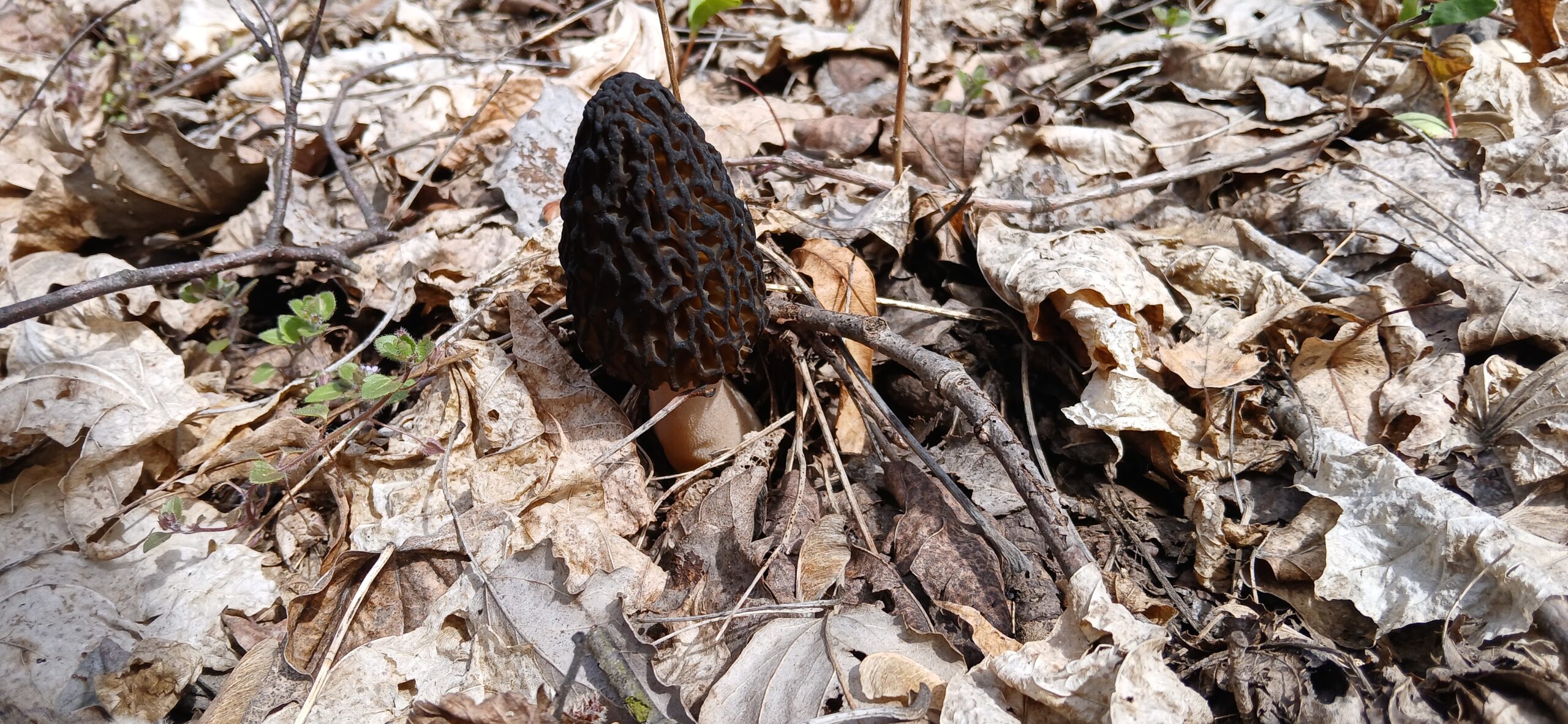 Fakty z Natury – Kwiecień 2026