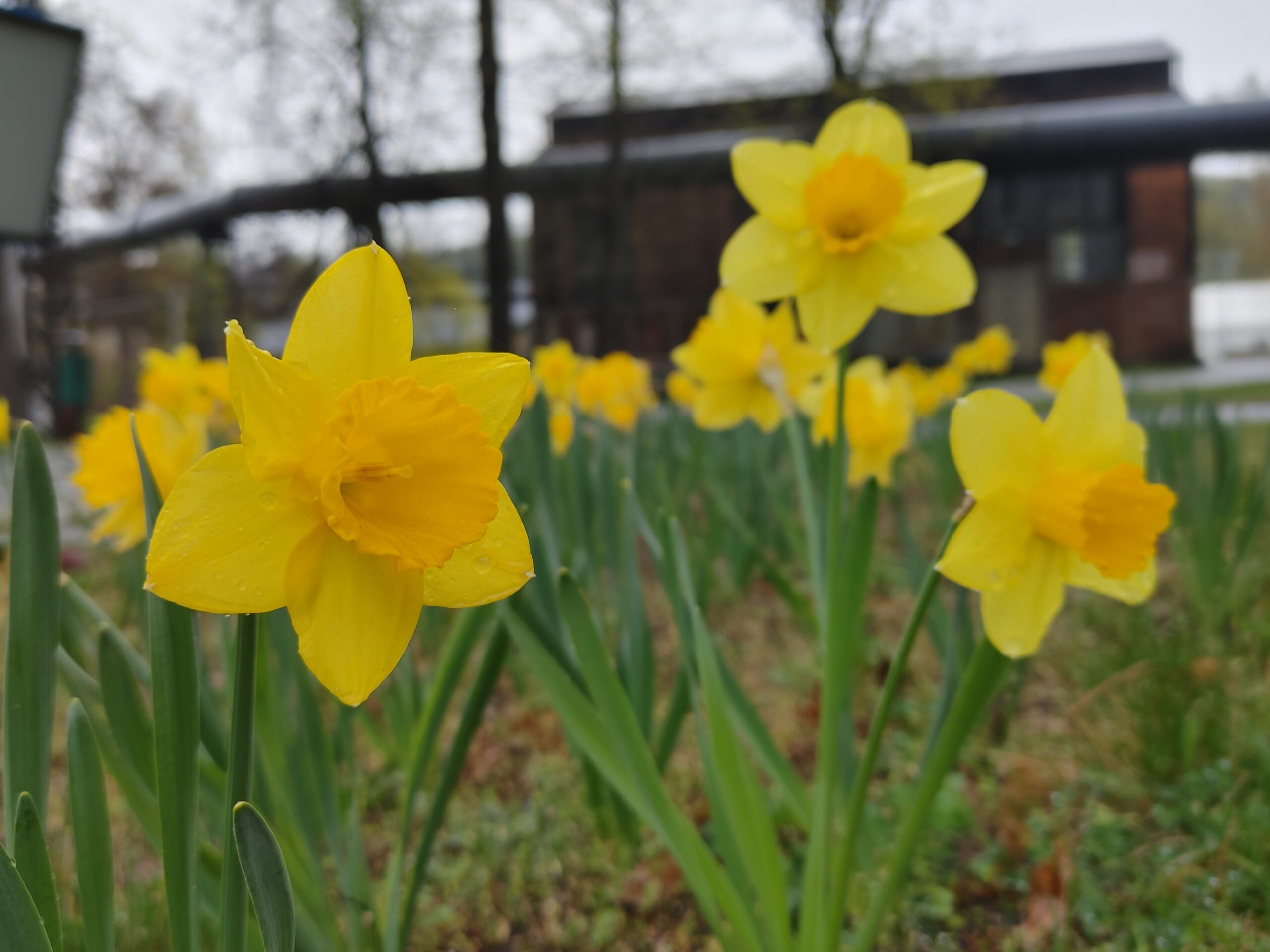 83. rocznica wybuchu powstania w getcie warszawskim – akcja „Żonkile”